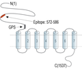 Latrophilin-3 (extracellular) Blocking Peptide