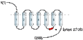 Anti-CHRM1 Antibody