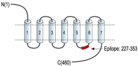 Anti-CHRM1 Antibody