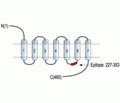 CHRM1 Blocking Peptide