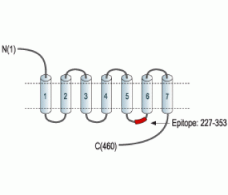 CHRM1 Blocking Peptide