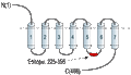 Anti-CHRM2 Antibody