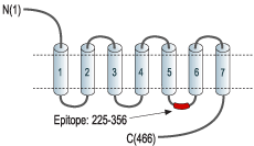 Anti-CHRM2 Antibody
