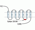 CHRM2 Blocking Peptide