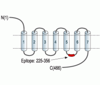 CHRM2 Blocking Peptide