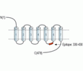 CHRM4 Blocking Peptide