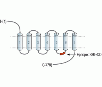 CHRM4 Blocking Peptide