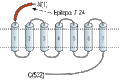 Anti-CHRM5 (extracellular) Antibody