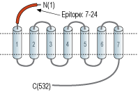 Anti-CHRM5 (extracellular) Antibody