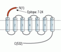 CHRM5 (extracellular) Blocking Peptide