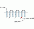 CHRM3 Blocking Peptide