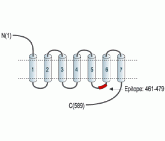 CHRM3 Blocking Peptide