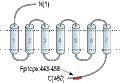 Anti-CHRM1 (443-458) Antibody