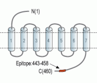 CHRM1 (443-458) Blocking Peptide