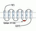 MC1 Receptor Blocking Peptide