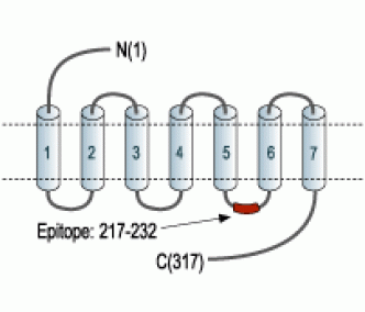 MC1 Receptor Blocking Peptide