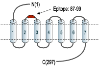 Anti-MC2 Receptor (extracellular) Antibody
