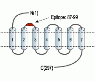 MC2 Receptor (extracellular) Blocking Peptide
