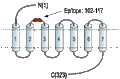 Anti-MC3 Receptor (extracellular) Antibody