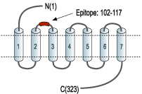 Anti-MC3 Receptor (extracellular) Antibody