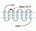 MC3 Receptor (extracellular) Blocking Peptide