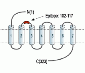 MC3 Receptor (extracellular) Blocking Peptide