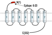 Anti-MC4 Receptor (extracellular) Antibody