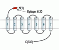 MC4 Receptor (extracellular) Blocking Peptide
