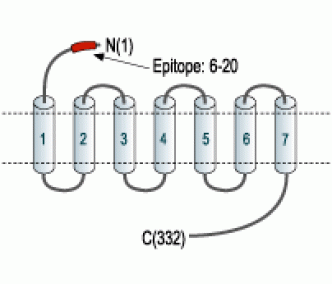 MC4 Receptor (extracellular) Blocking Peptide