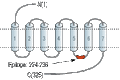 Anti-MC5 Receptor Antibody