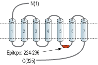 Anti-MC5 Receptor Antibody