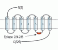 MC5 Receptor Blocking Peptide