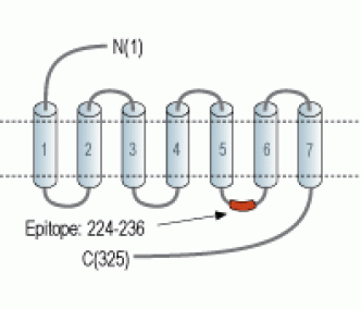 MC5 Receptor Blocking Peptide
