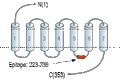 Anti-Melatonin Receptor 1A (MTNR1A) Antibody