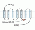 Melatonin Receptor 1A/MTNR1A Blocking Peptide