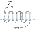 Anti-LPAR4 (P2Y9) (extracellular) Antibody