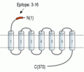 LPAR4/P2Y9 (extracellular) Blocking Peptide