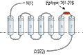 Anti-Human LPAR5 (extracellular) Antibody