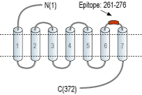 Anti-Human LPAR5 (extracellular) Antibody