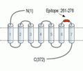Human LPAR5 (extracellular) Blocking Peptide