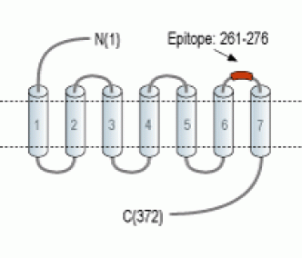 Human LPAR5 (extracellular) Blocking Peptide