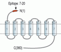 MCHR1 (extracellular) Blocking Peptide