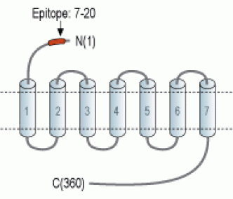 MCHR1 (extracellular) Blocking Peptide