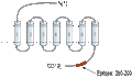 Guinea Pig Anti-MRGPRD (GPCR TGR7) Antibody