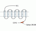 MRGPRD/GPCR TGR7 Blocking Peptide