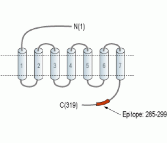 MRGPRD/GPCR TGR7 Blocking Peptide