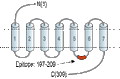 Anti-MRGPRE Antibody