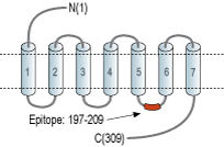 Anti-MRGPRE Antibody