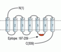 MRGPRE Blocking Peptide