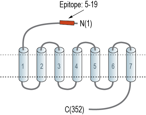 Anti-Human MRGPRX2 (extracellular) Antibody